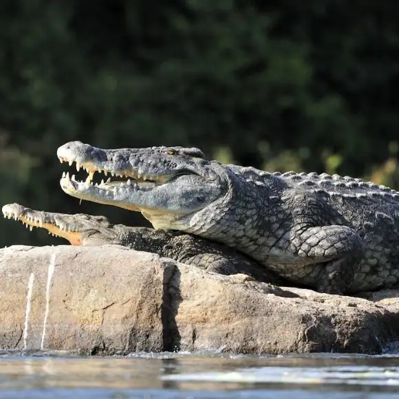 crocodile park dandeli near [dandeli jungle inn]