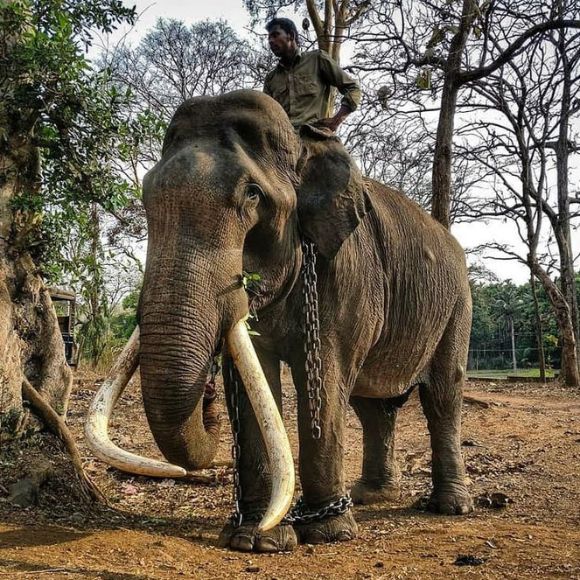 phansoli elephant camp near [dandeli jungle inn]
