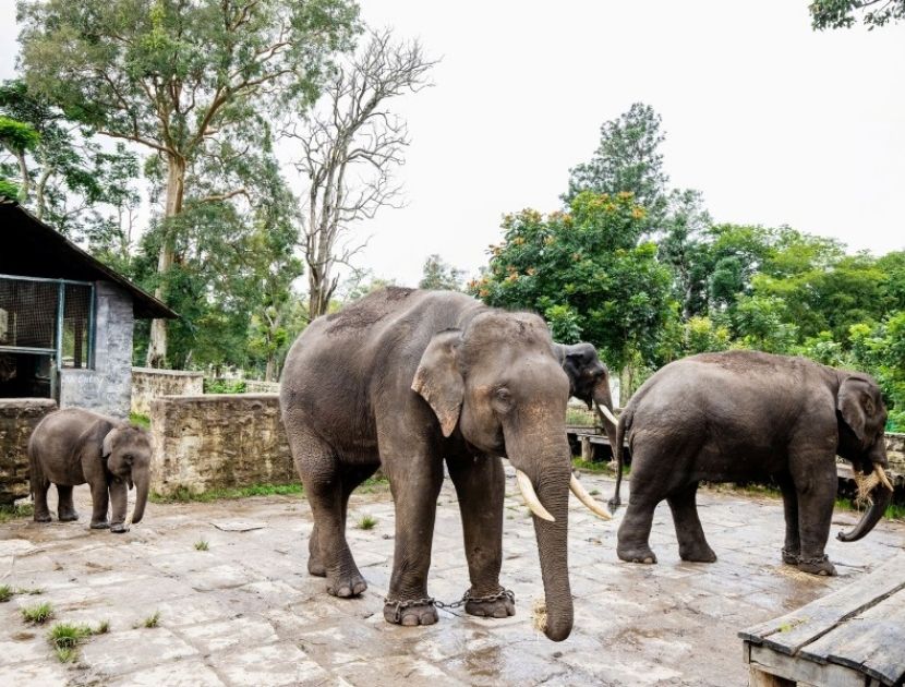 phansoli elephant camp dandeli [dandeli jungle inn]