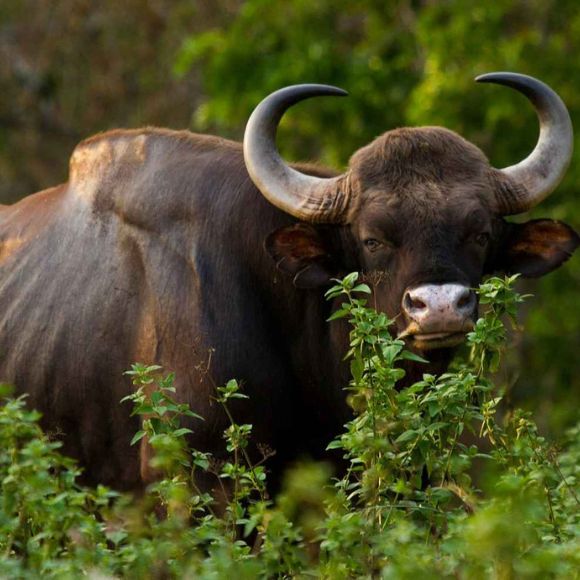 bison spotted in dandeli [dandeli jungle inn]