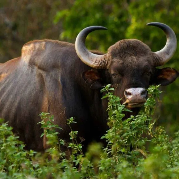 bison spotted in dandeli [dandeli jungle inn]