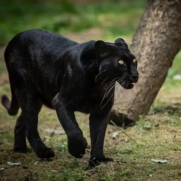 black panther spotted in dandeli [dandeli jungle inn]