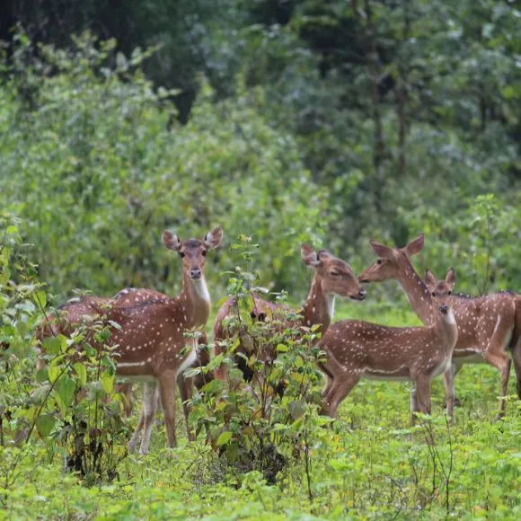 dear spotted in dandeli [dandeli jungle inn]