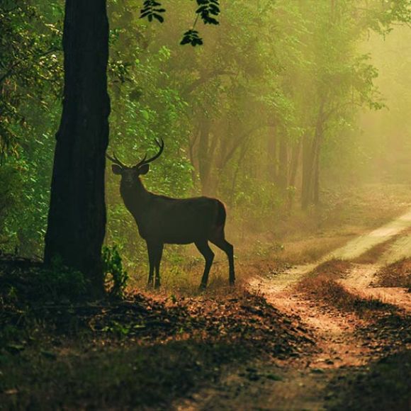 deer spotted in dandeli [dandeli jungle inn]