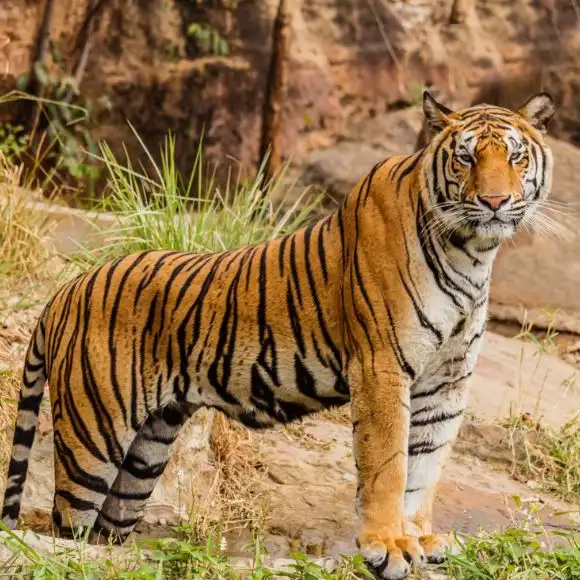tiger spotted in dandeli [dandeli jungle inn]
