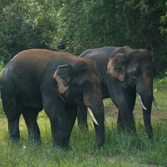 leopard spotted in dandeli [dandeli jungle inn]
