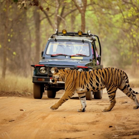 tiger spotted in dandeli [dandeli jungle inn]