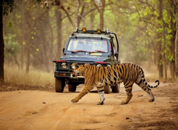 Top Tourist Places to Visit in Dandeli