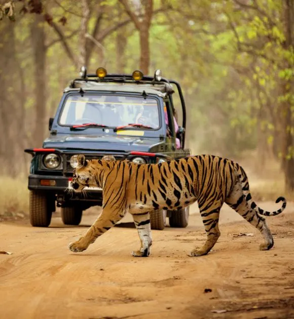 dandeli jungle safari at [dandeli jungle inn]
