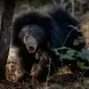 bear spotted at dandeli [dandeli jungle inn] 