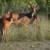 dear spotted at dandeli [dandeli jungle inn]